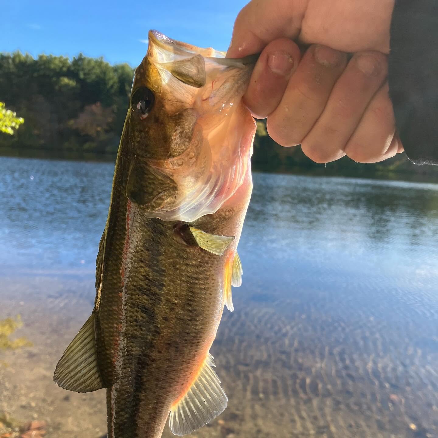 Largemouth.jpg