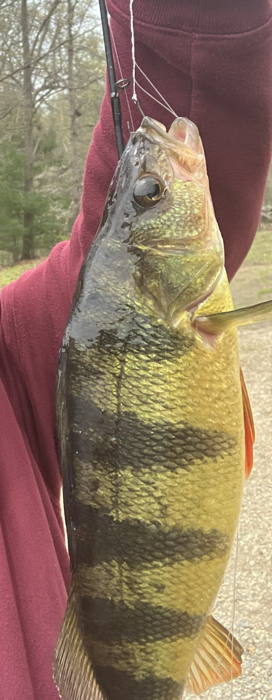 yellowPerch.png